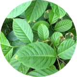 Corosolic acid from banaba leaf in Phytomem One