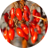 Barberry berries, a natural source of berberine HCl in Phytomem One
