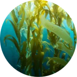 Japanese sea kelp forest, source of fucoxanthin in Phytomem One