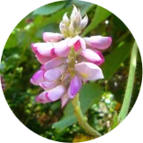 Kudzu flower extract for brain glucose support in Phytomem One