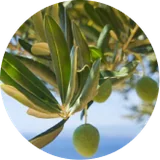 Olive leaf extract oleuropein in Phytomem One brain supplement